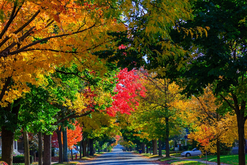 Fall colors on the Streets as you enjoy the best things to do in Wausau in the fall